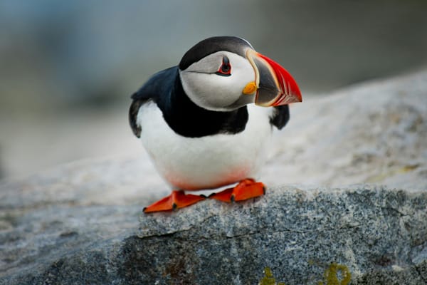 Hey, Early Bird!